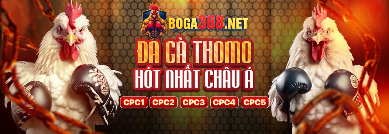 Hình ảnh kinh nghiệm chọn kèo đá gà trực tiếp uw88.